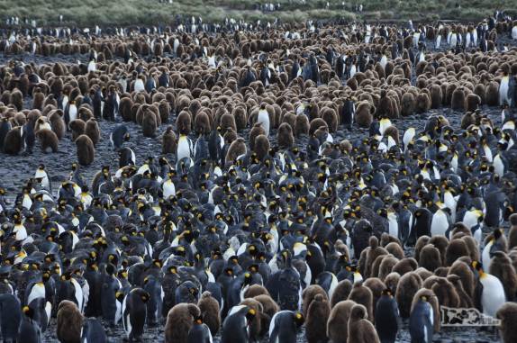 Salisbury Plain, na Geórgia do Sul, a 2a maior colônia de pinguins rei do mundo
